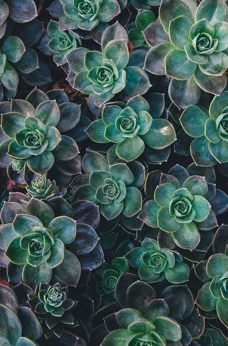 Succulent care tips