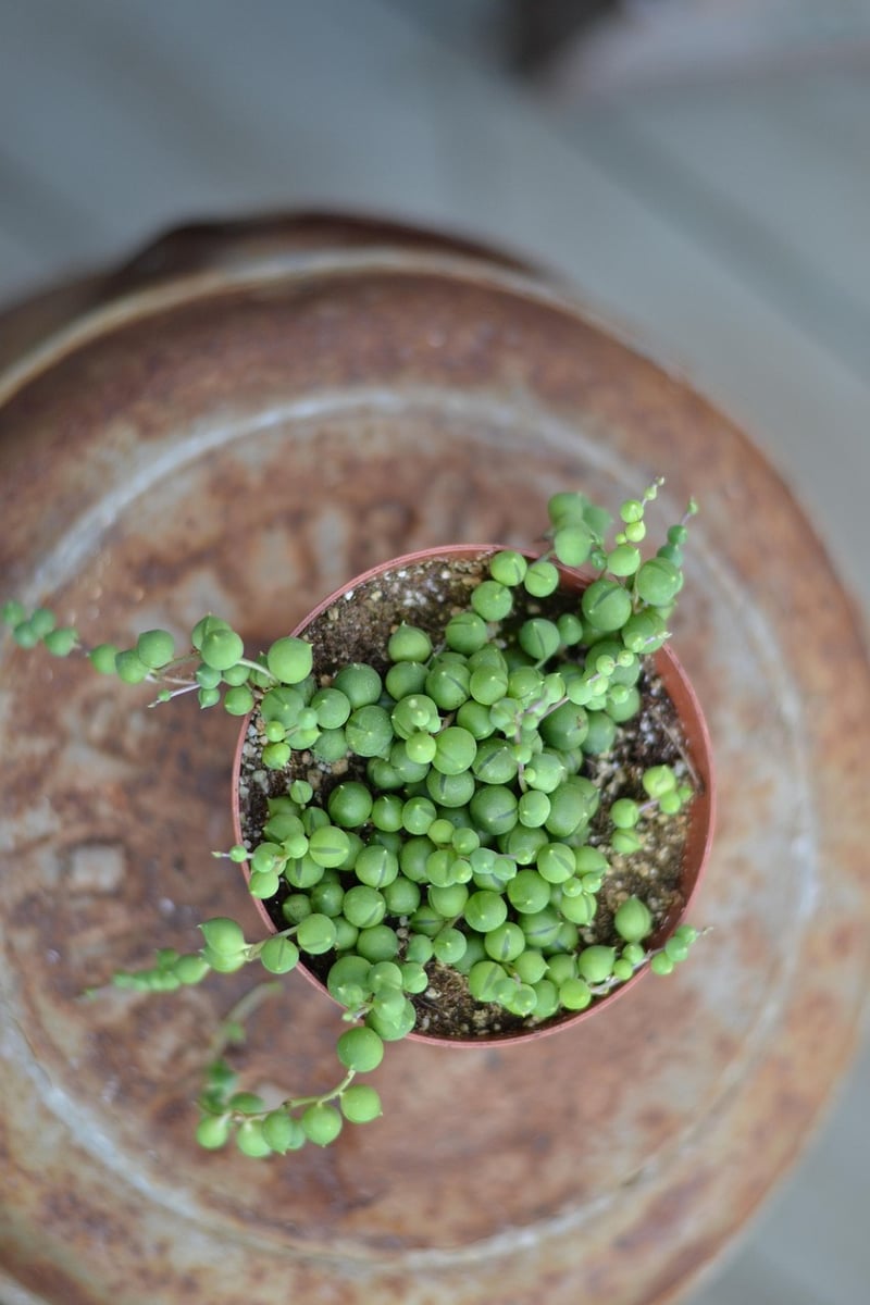 String of Pearls